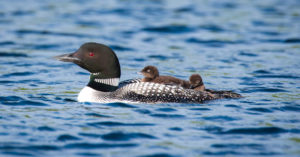 Loon with babies